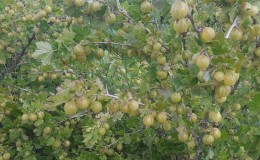 Why do gooseberries shed berries and leaves and how to deal with it