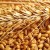 What are the classes of wheat and how do they differ from each other?