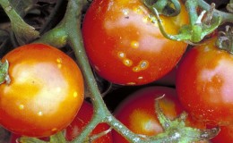 How dangerous is bacterial canker of tomatoes and how to fight it on your own: folk methods and advice from experienced summer residents