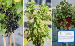 How to grow currants on a trunk yourself: step-by-step instructions
