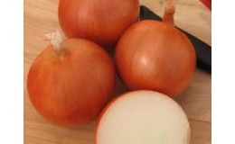 Multi-primed onion hybrid Manas, which tolerates drought well
