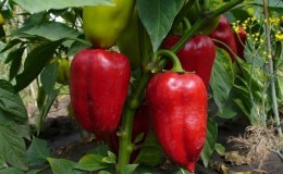 Polet pepper, perfect in appearance and amazing in taste: a detailed overview of the variety and rules for growing it