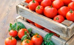 Let's learn how to store tomatoes at home and enjoy fresh fruits until winter