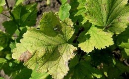 Where do brown spots come from on currants and what to do about them