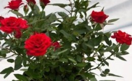 How to care for a home rose in a pot - a guide for beginner gardeners