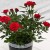 How to care for a home rose in a pot - a guide for beginner gardeners