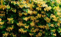 Decorative honeysuckle - planting and care
