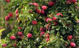 Step-by-step instructions for planting cherry plum in autumn