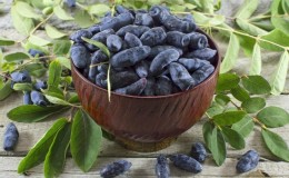 What do honeysuckle berries taste like: description of taste qualities