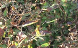 What to do if honeysuckle dries out in the garden and why this might happen