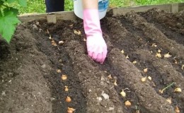 Rules and schemes for planting onions in spring