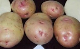 Domestic table potato variety Skazka