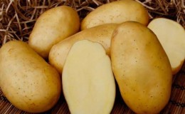Unpretentious potato variety Felox with excellent taste