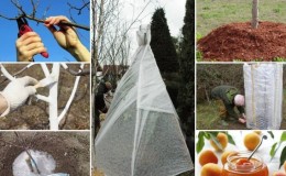 How to properly cover an apricot for the winter and prepare the tree for cold weather