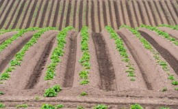 Pros and cons of planting potatoes in ridges