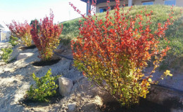 Instructions for novice gardeners: planting barberry from A to Z