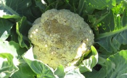 Diseases and pests of Chinese cabbage