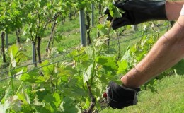 A guide to pruning grapes in August in the Moscow region for beginning winegrowers