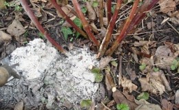 How to fertilize raspberry ash in summer: instructions