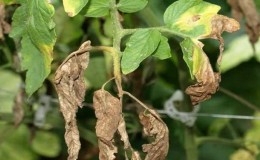 The most effective methods for treating fusarium wilt of tomatoes: instructions that even a beginner can follow