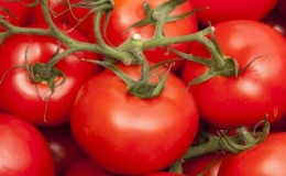 Will amaze with yield and taste - Belle f1 tomato and agricultural technology secrets from experienced gardeners