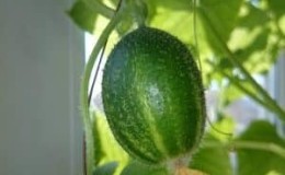 Unusual round cucumbers Chupa Shchups for salads and winter preparations