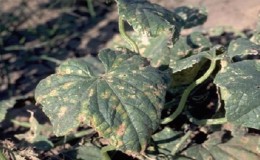 What to do for bacteriosis of cucumbers - treatment with effective methods