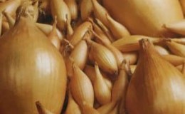 High-yielding onion variety, resistant to diseases and pests Bamberger
