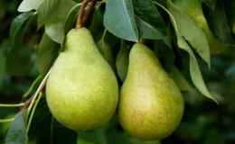 Unpretentious high-yielding variety of Victoria pear