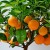 Step-by-step guide: how to plant an orange from a seed at home