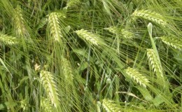 Characteristics and description of the barley variety Vakula