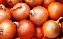 Ultra-early and cold-resistant salad type of onion Ellan