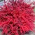 How and when to prune barberry: a guide for beginner gardeners