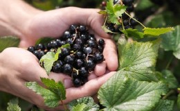 What is a vegetable and what is a fruit and how to tell the difference between them