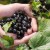 What is a vegetable and what is a fruit and how to tell the difference between them