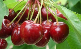 Weather-resistant variety of Vasilisa cherry with large and tasty berries
