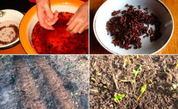 How to grow barberry from seeds at home and in open ground