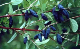 Large-fruited delicious variety of honeysuckle Lazurnaya