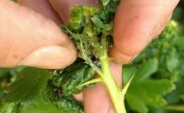 How dangerous are aphids on gooseberries and how to effectively fight them