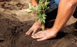 Is it possible to replant peonies in August or is it better in September?
