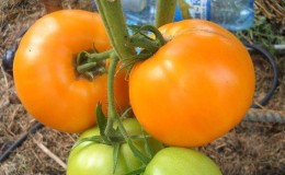 How to get quality tomatoes Olesya