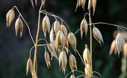 What is oats - full description and biological features