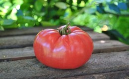 Bright early tomato with large fruits - the tomato King of the market and the secrets of its cultivation from experienced gardeners