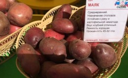 Mid-season potato variety Mayak with good adaptation to growing conditions