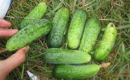 Cucumber Boy with a finger for greenhouses, open ground and home cultivation