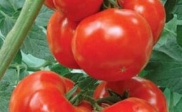 A variety of tomatoes with a telling name - tomato Neighbor's envy f1: why it's good and how to grow it correctly