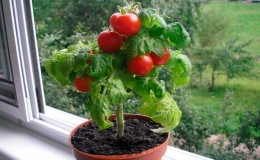 Harvest on the window all year round: growing tomatoes Balcony miracle at home