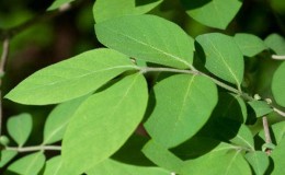 How to use honeysuckle leaves: beneficial properties and contraindications