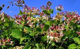 Honeysuckle honeysuckle (fragrant vine): description, methods of propagation, nuances of care