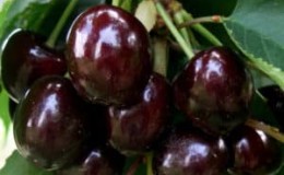 The cherry variety Iput, adored by many gardeners